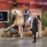 Stallzauber  Ein Pferd im TV-Studio ließ Investor Ralf Dümmel das Portemonnaie zücken. Präsentiert wurde der "Stallzauber Zauberstab", eine Trainingshilfe, mit der die Balance beim Reiten verbessert werden soll. Doch nach dem tierischen Auftritt wurde nichts aus dem Deal. Aufgrund "unterschiedlicher strategischer Ausrichtungen" sei das Investment nicht zustande gekommen, erklärte Dümmel auf seinem Twitter-Kanal.