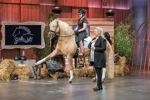 Stallzauber  Ein Pferd im TV-Studio ließ Investor Ralf Dümmel das Portemonnaie zücken. Präsentiert wurde der "Stallzauber Zauberstab", eine Trainingshilfe, mit der die Balance beim Reiten verbessert werden soll. Doch nach dem tierischen Auftritt wurde nichts aus dem Deal. Aufgrund "unterschiedlicher strategischer Ausrichtungen" sei das Investment nicht zustande gekommen, erklärte Dümmel auf seinem Twitter-Kanal.