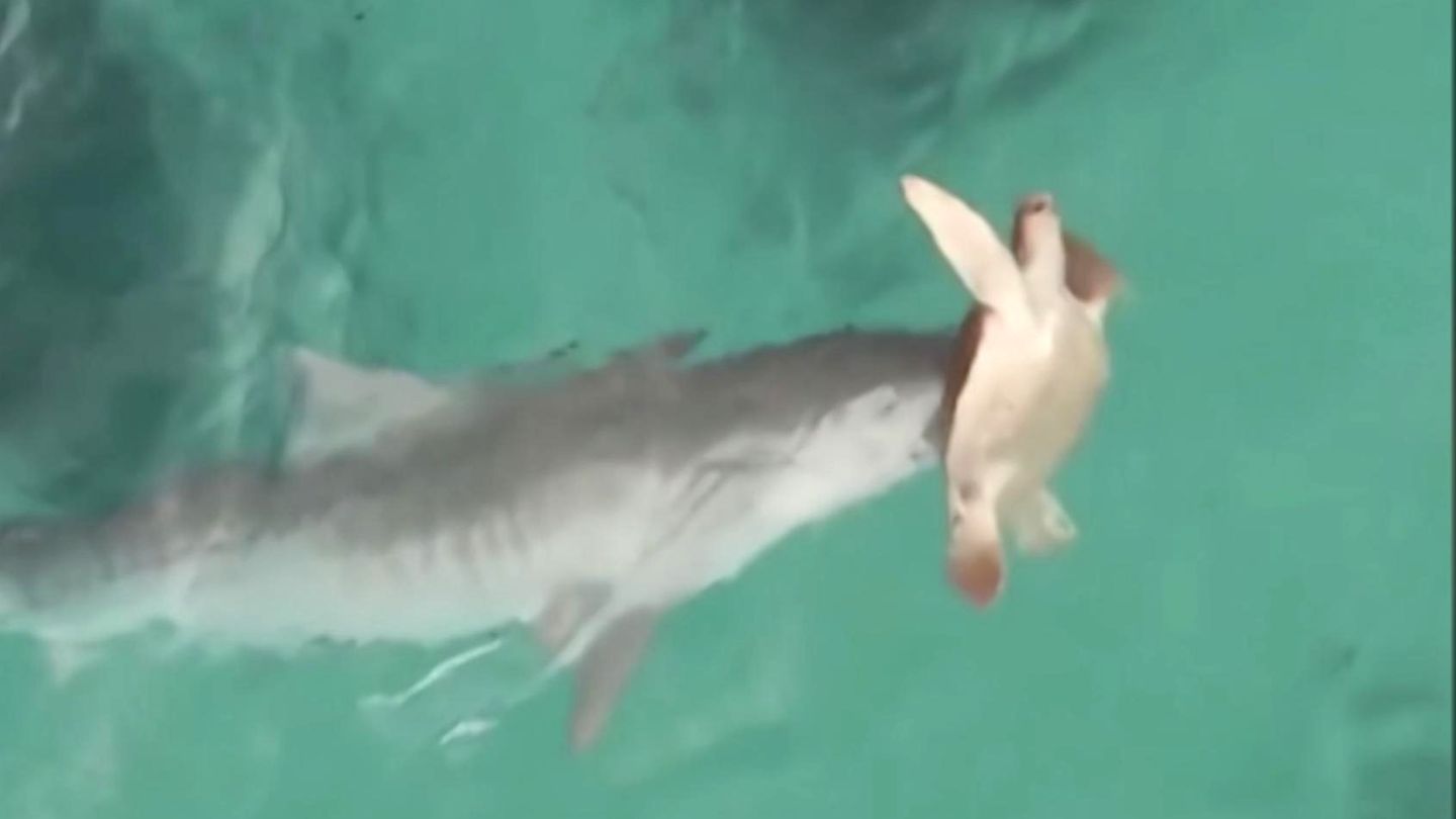 Ungewöhnlicher Kampf: Tigerhai stürzt sich auf Schildkröte – doch der Überlebenskampf endet unerwartet