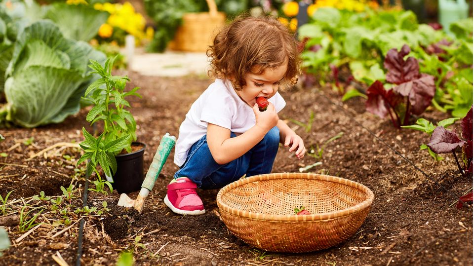 Gartenarbeit im Juni: Kleines Mädchen nascht im Garten Erdbeeren