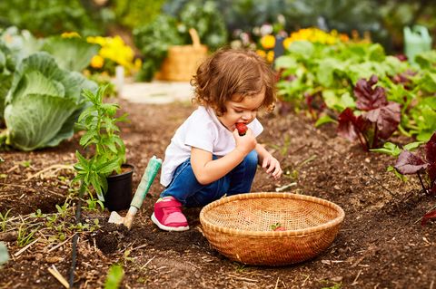 Gartenarbeit Juni: Kleines Mädchen nascht im Garten Erdbeeren