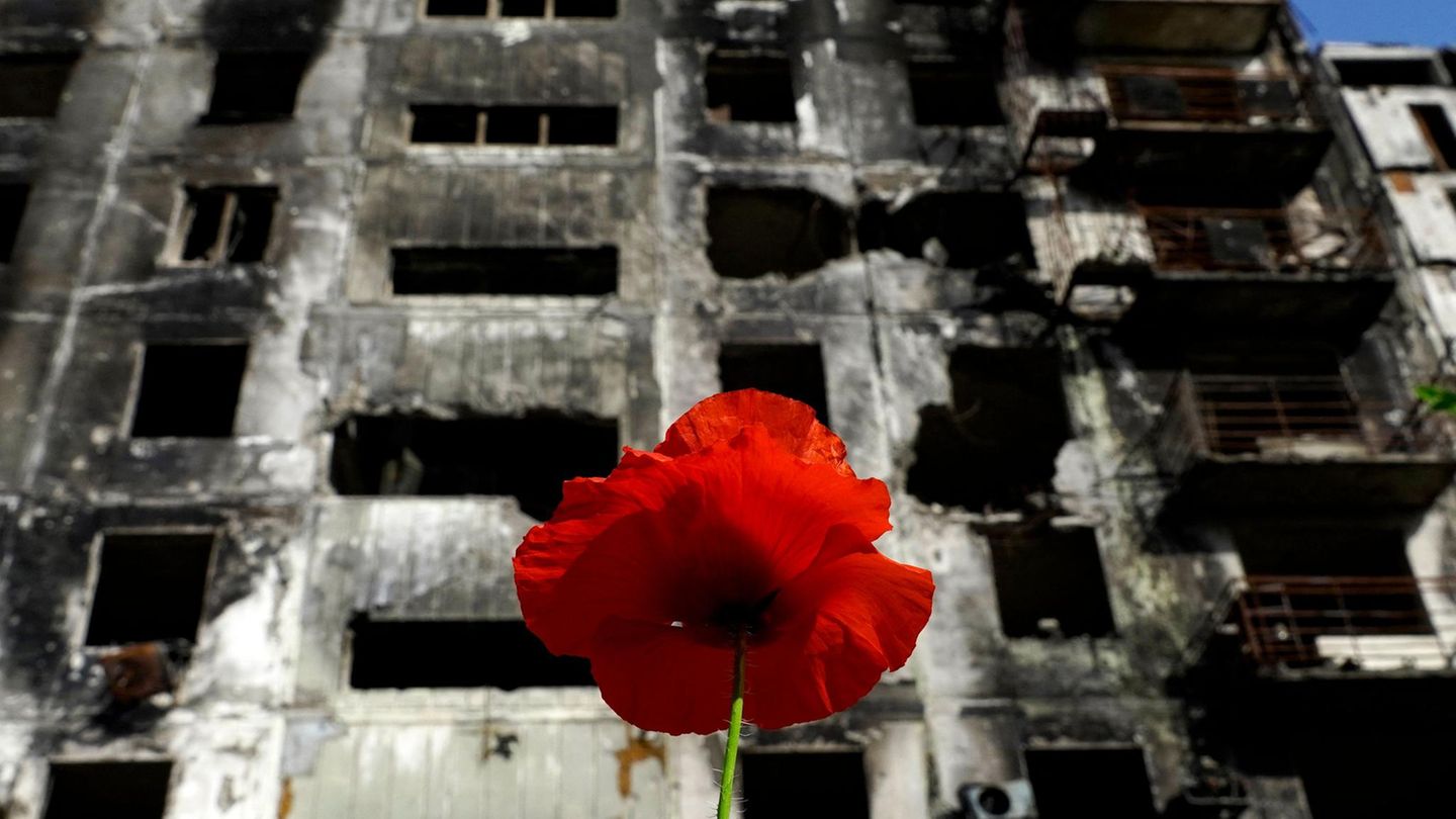Mohn vor einem zerstörten Gebäude
