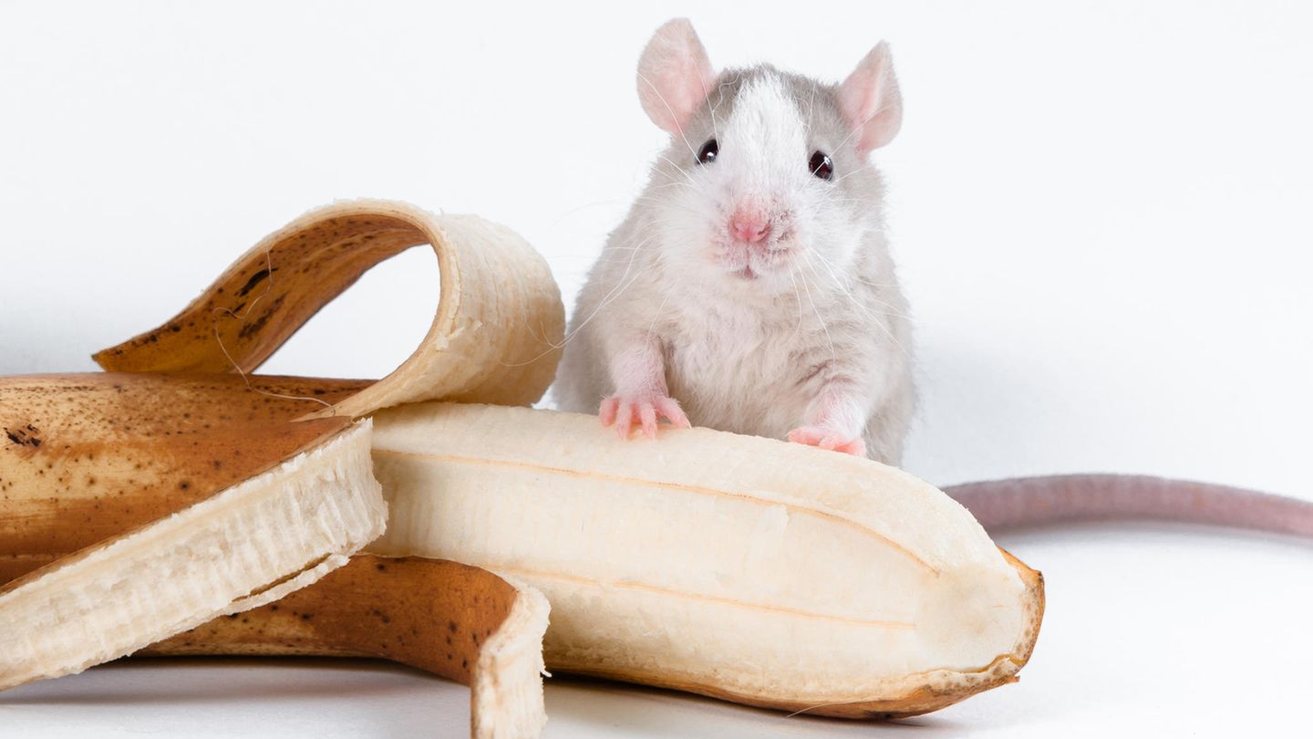 Eine weiße Maus isst eine Banane