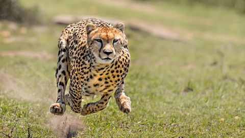 Tierkampf: Geparden greifen Antilopenbaby an – Mutter geht dazwischen