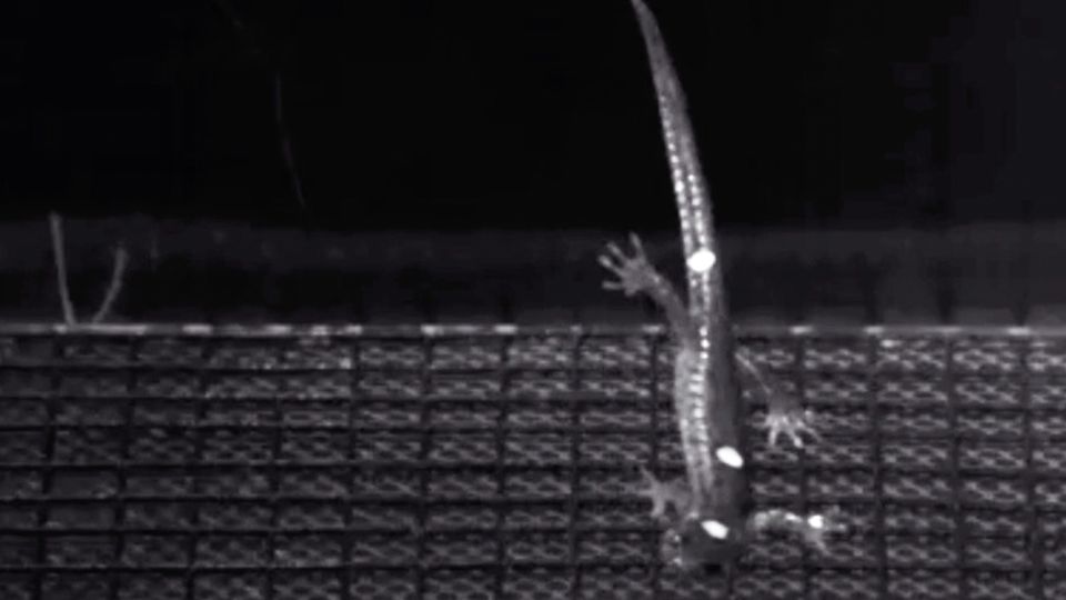 Wie Fallschirmspringer: Forscher entschlüsseln Geheimnis der fliegenden Salamander Wie Fallschirmspringer: Forscher entschlüsseln Geheimnis der fliegenden Salamander