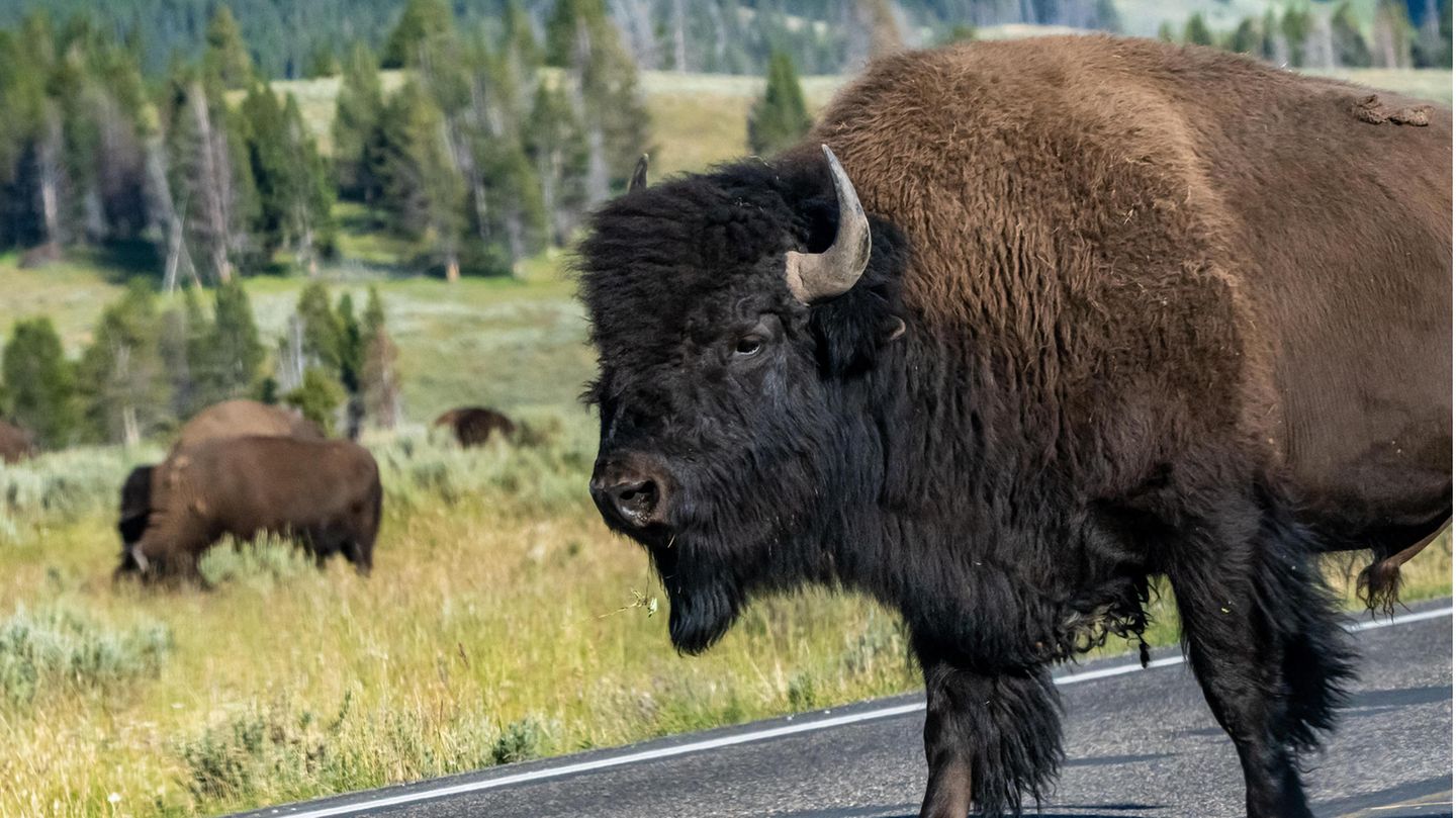 USA: A woman in Yellowstone throws a bison into the air