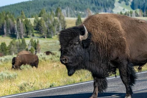 Ein Bison-Büffel im Yellowstone-Park in den USA.