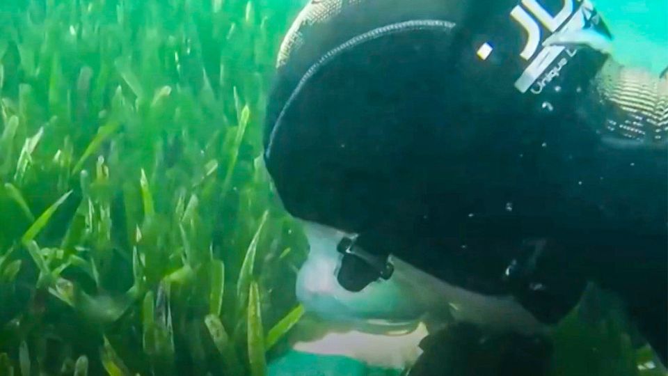Forscher entdecken größte Pflanze der Welt – Seegras