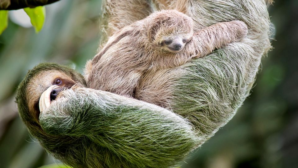 Brown-throated Dreifingerfaultier Mutter und Kind hängen in einer Baumkrone, Costa Rica