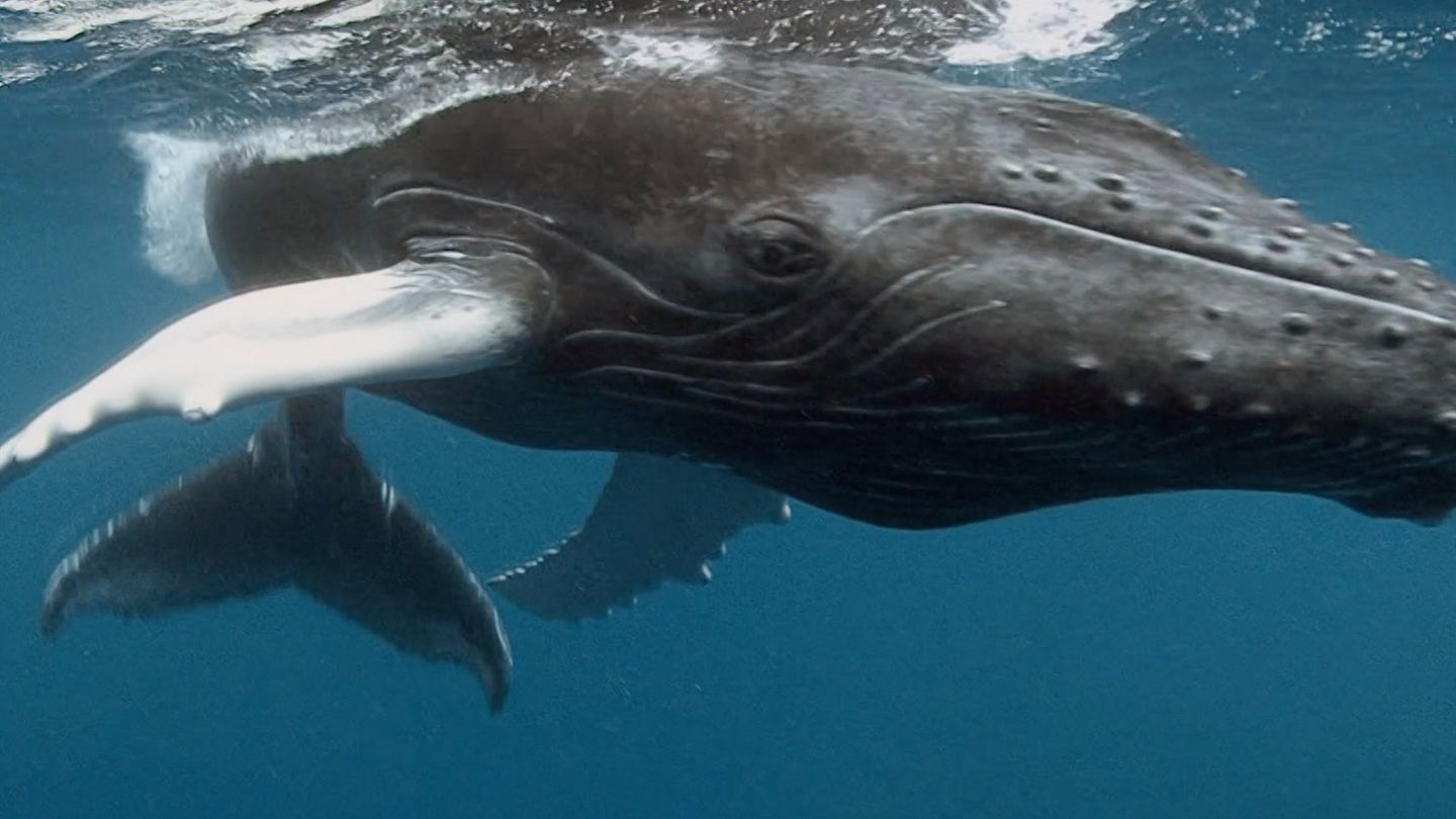 Giganten der Meere: Exzellente Schwimmer: Dieses Geheimnis verbirgt sich hinter den Beulen des Buckelwals