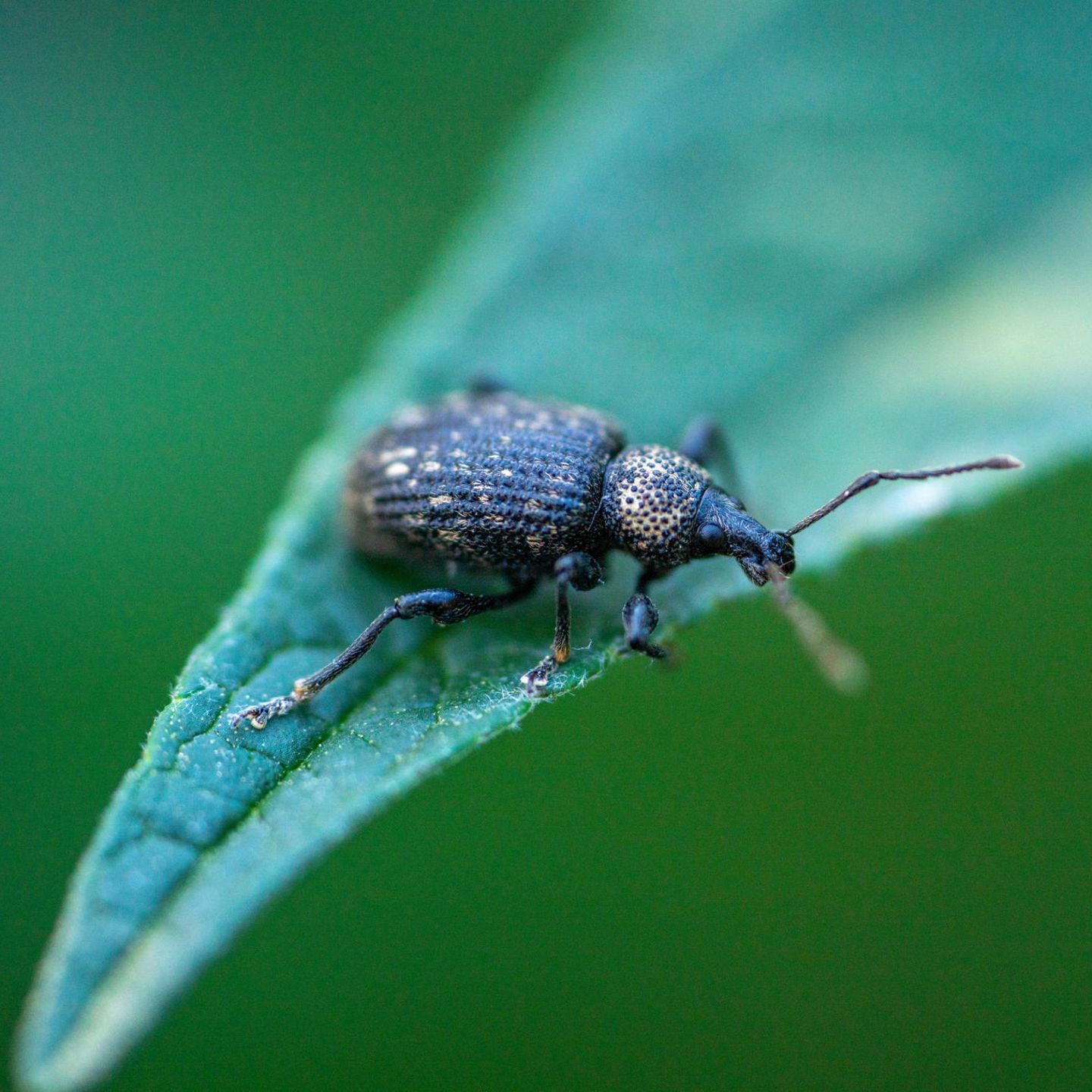 Kleine schwarze Käfer: 8 häufige Käfer mit Bild 