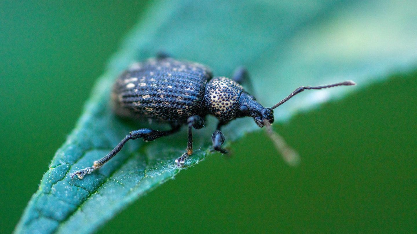 Dickmaulrüssler bekämpfen Ein Dickmaulrüssler sitzt auf einem Blatt