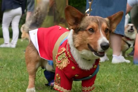 Video: Zu Ehren der Queen: Corgi-Parade in London