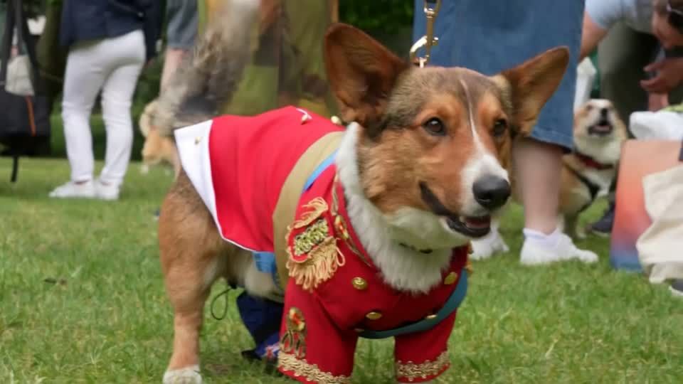 Video: Zu Ehren der Queen: Corgi-Parade in London Video: Zu Ehren der Queen: Corgi-Parade in London