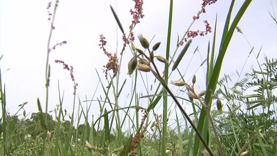 Video: Bauer verteidigt Blümchen