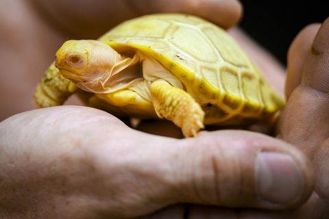 Die Albino-Riesenschildkröte sitzt auf einer Handfläche
