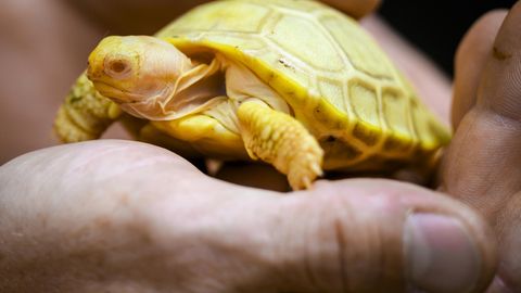 Die Albino-Riesenschildkröte sitzt auf einer Handfläche