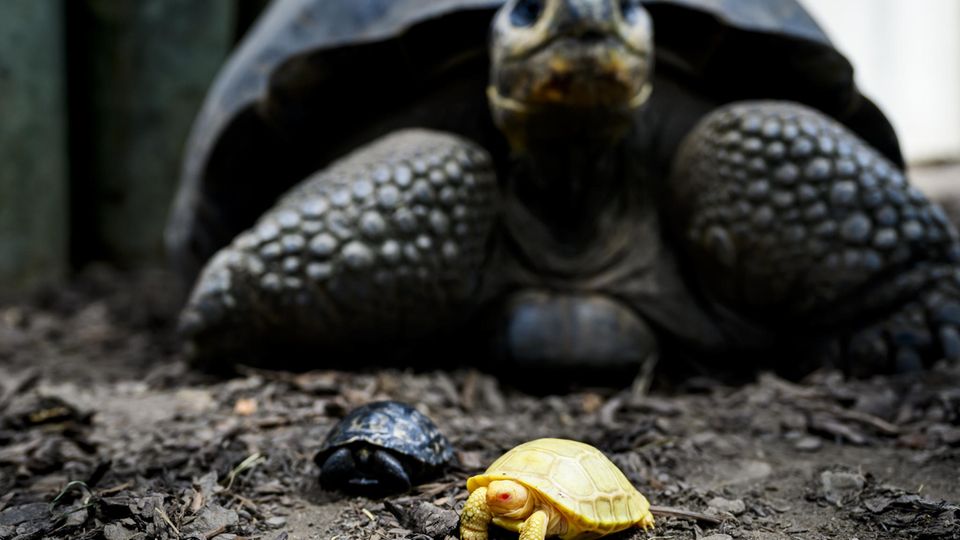 Albino-Riesenschildkröte neben seiner Mutter und seinem Geschwister