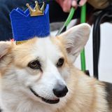 Wer hat denn gesagt, dass gekrönte Häupter kein Fell haben dürfen?