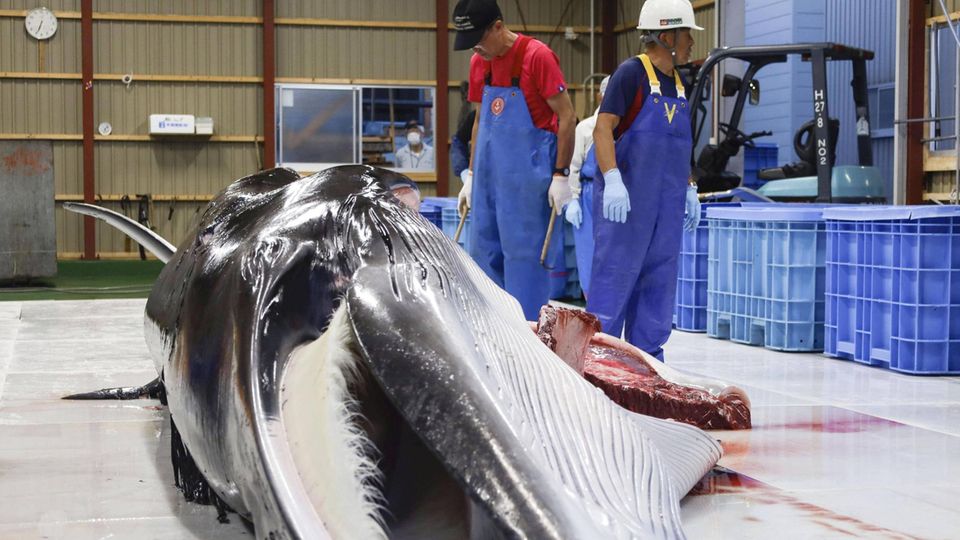 Zwei Männer stehen neben einem toten Minkwal, der bei der kommerziellen Waljagd in Japan gefangen wurde