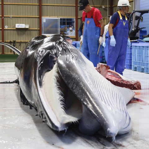 Two men stand next to a dead minke whale that was caught during commercial whale hunting in Japan