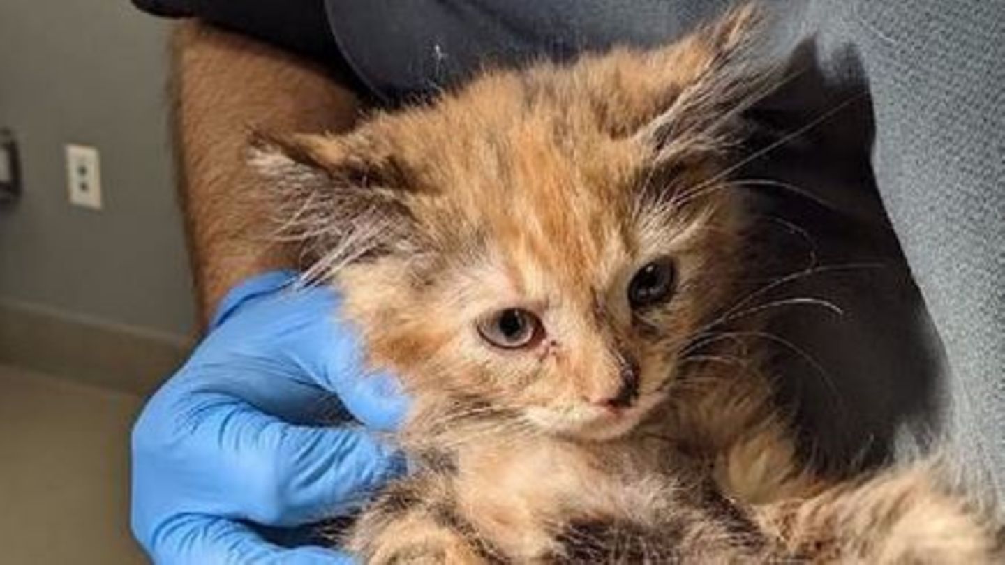 Eine dreifarbige Katze wird von einer Hand mit blauen Latexhandschuhen gehalten