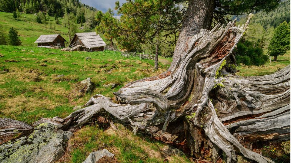 Ein Zirbenbaum in den Ostalpen Österreichs