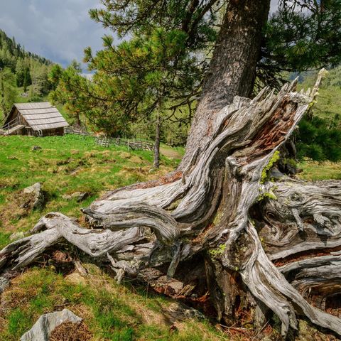 Ein Zirbenbaum in den Ostalpen Österreichs