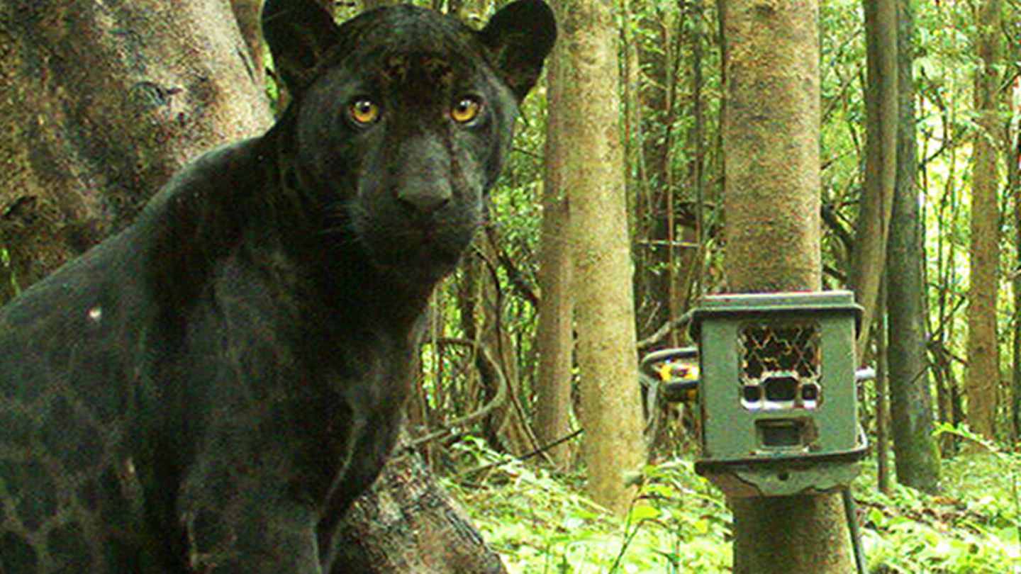 Soorten beschermen: cameravallen verzamelen informatie op Amazon