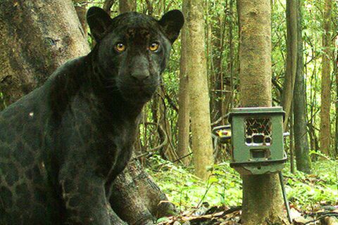 schwarzer Jaguar