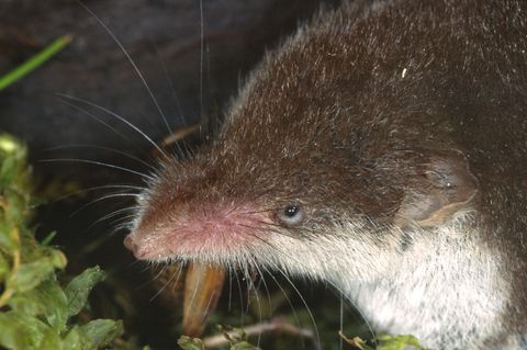 Eine Feldspitzmaus. Die kleinen Nagetiere können das Borna-Virus übertragen