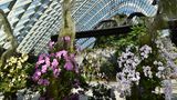 In den beiden gläsernen Klimahäusern Cloud Dome und Cloud Forest lassen sich auch Pflanzen aus nächster Nähe bewundern, wie sie in einer Höhe von 1000 bis 2000 Metern über dem Meer anzutreffen sind.