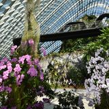 In den beiden gläsernen Klimahäusern Cloud Dome und Cloud Forest lassen sich auch Pflanzen aus nächster Nähe bewundern, wie sie in einer Höhe von 1000 bis 2000 Metern über dem Meer anzutreffen sind.