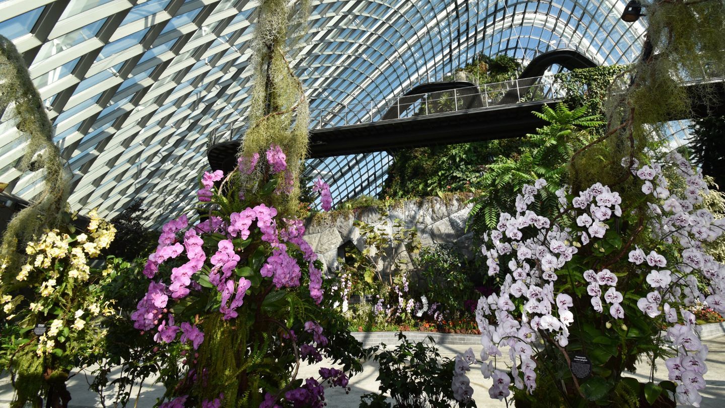 In den beiden gläsernen Klimahäusern Cloud Dome und Cloud Forest lassen sich auch Pflanzen aus nächster Nähe bewundern, wie sie in einer Höhe von 1000 bis 2000 Metern über dem Meer anzutreffen sind.