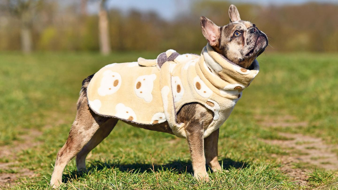 Ein Hund trägt einen Bademantel zum Trocknen des Fells