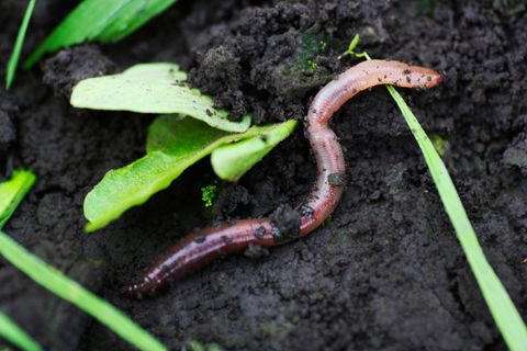Charles Darwin kürte den Regenwurm  zum vielleicht wichtigsten Erdbewohner