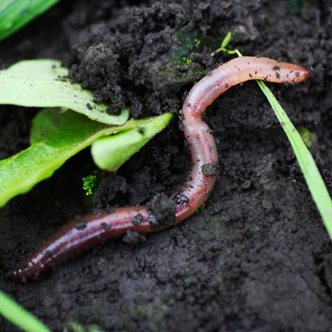 Charles Darwin kürte den Regenwurm  zum vielleicht wichtigsten Erdbewohner