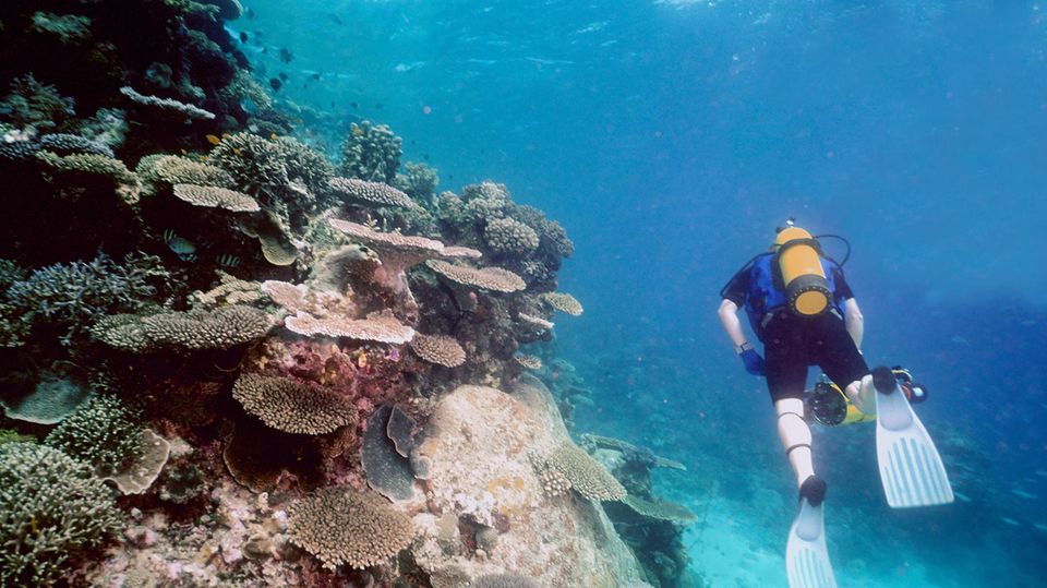 Taucher am Great Barrier Reef