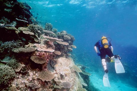 Taucher am Great Barrier Reef