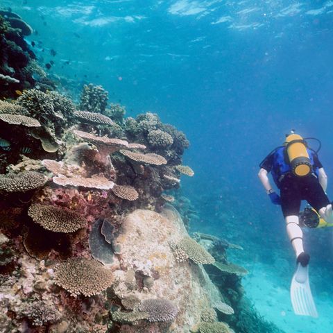 Taucher am Great Barrier Reef