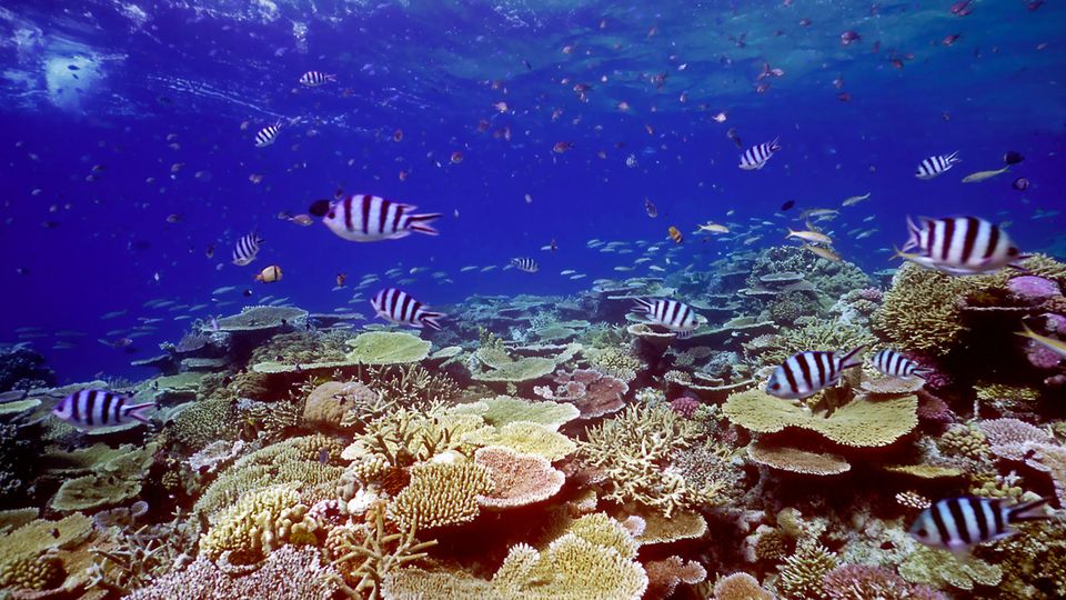 Unterwasseraufnahme des Great Barrier Reef