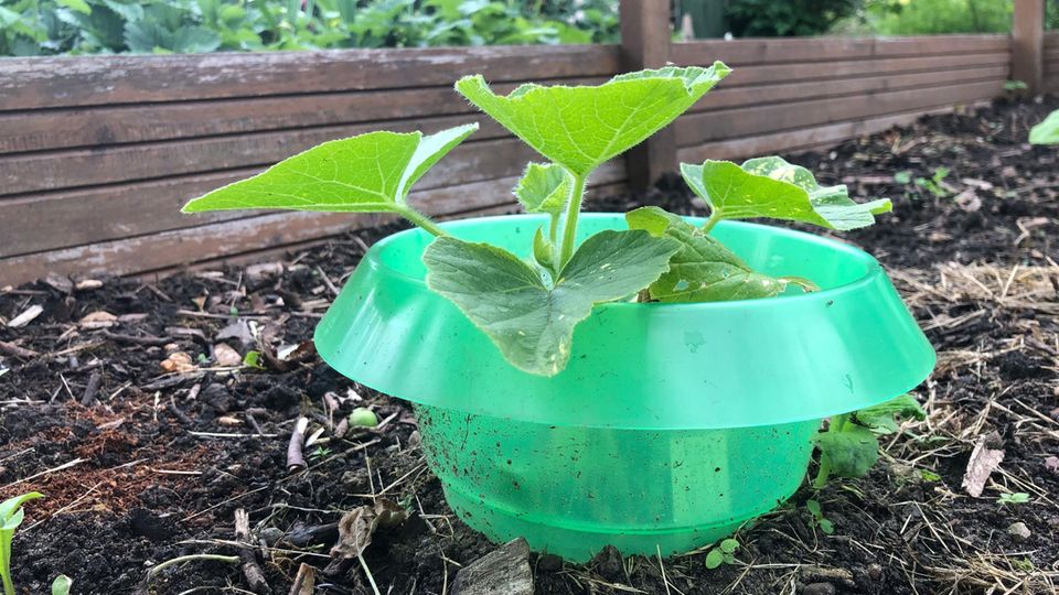 Schneckenzaun: Schneckenkragen an einer jungen Zucchinipflanze