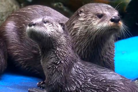 Otter-Nachwuchs Mo mit Mama Tilly aus dem Oregon Zoo