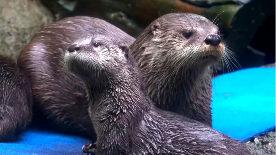 Schwimmstunde: Otter-Mama zeigt ihrem Nachwuchs, wie es geht Otter-Nachwuchs Mo mit Mama Tilly aus dem Oregon Zoo
