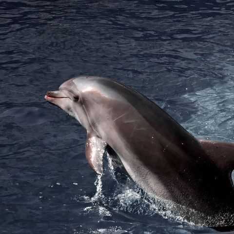 Ein Delfin schwimmt im Schwarzen Meer, an der Küste vor Cherson in der Ukraine