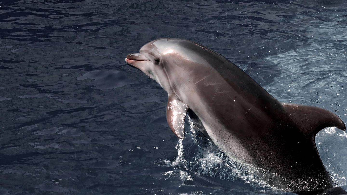 Ein Delfin schwimmt im Schwarzen Meer, an der Küste vor Cherson in der Ukraine