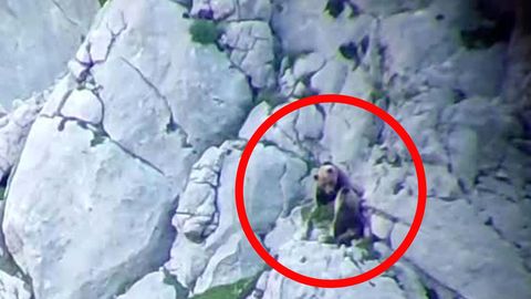 Spanien: Nach Kampf gegen männliches Tier: Bärin mit ihren Jungen tot in Höhle aufgefunden