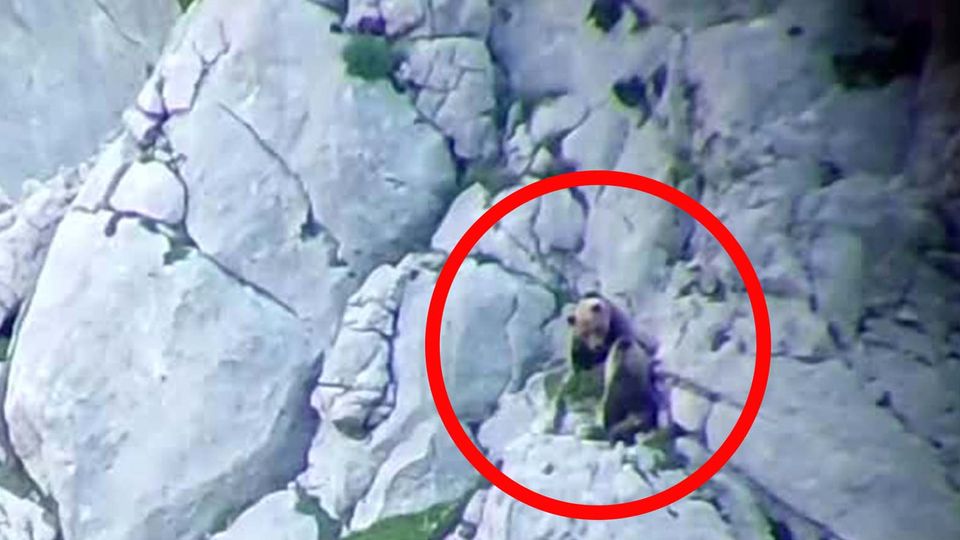 Spektakuläres Video aus Spanien: Leg dich nicht mit Mama an!  Bärin reißt ihren Angreifer in die Tiefe