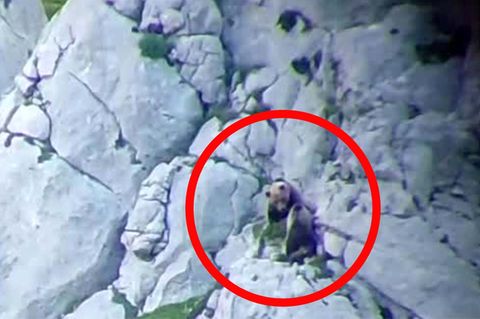 Spektakuläres Video aus Spanien: Leg dich nicht mit Mama an!  Bärin reißt ihren Angreifer in die Tiefe