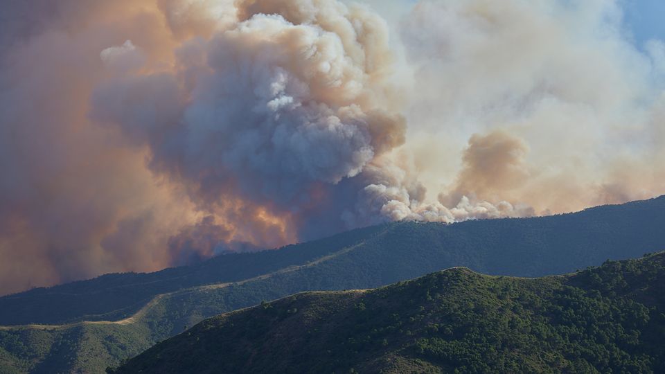 Rauchschwaden steigen aus einem Wald auf